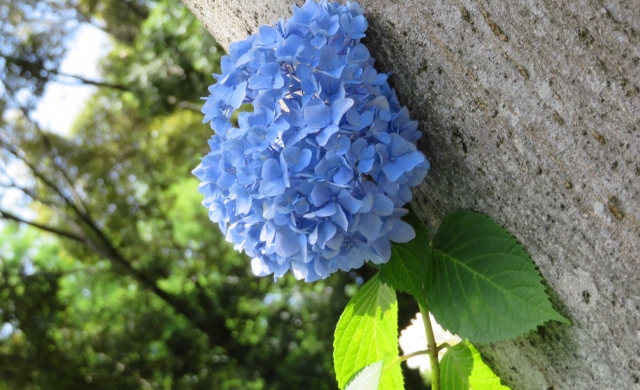 万博記念公園日本庭園｜美しい日本庭園の魅力と見どころ、拝観案内を徹底紹介