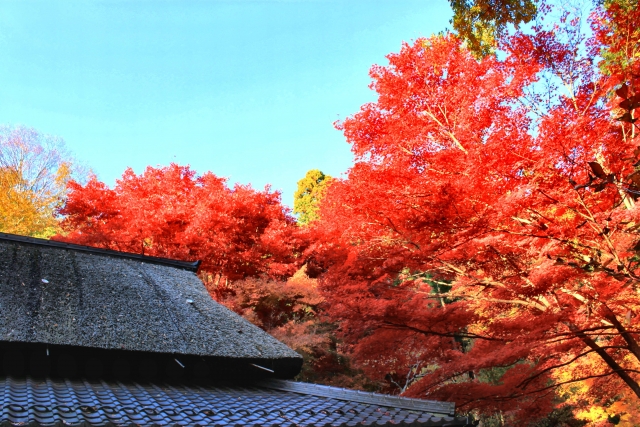 教林坊庭園｜小堀遠州作庭の名勝と紅葉の絶景、聖徳太子ゆかりの石の寺を完全ガイド