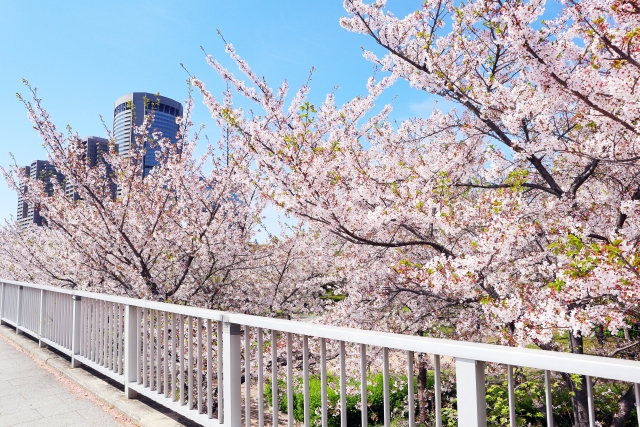 毛馬桜之宮公園｜大川沿いに広がる水と桜の名所、散策・ジョギングコースを完全ガイド