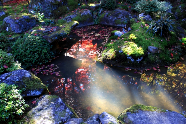 教林坊庭園｜小堀遠州作庭の名勝と紅葉の絶景、聖徳太子ゆかりの石の寺を完全ガイド