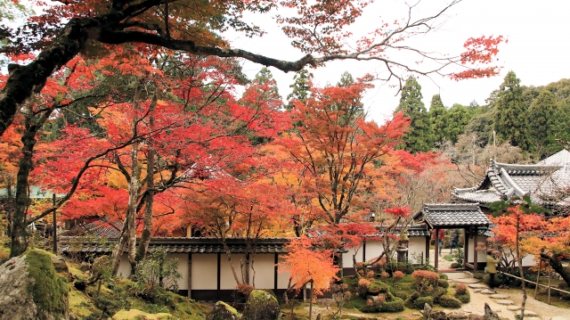 西明寺本坊庭園「蓬萊庭」｜国指定名勝の美しい日本庭園の魅力と見どころ、拝観案内を徹底紹介