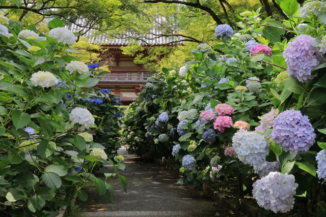 久安寺｜歴史ある古刹の魅力と美しい庭園、季節の花々と参拝案内を完全ガイド