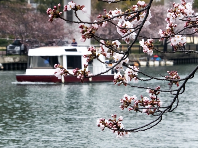 毛馬桜之宮公園｜大川沿いに広がる水と桜の名所、散策・ジョギングコースを完全ガイド
