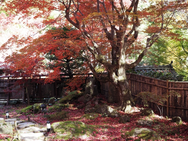 教林坊庭園｜小堀遠州作庭の名勝と紅葉の絶景、聖徳太子ゆかりの石の寺を完全ガイド