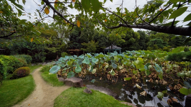 四天王寺本坊庭園｜聖徳太子ゆかりの古刹に佇む極楽浄土の庭園を完全ガイド