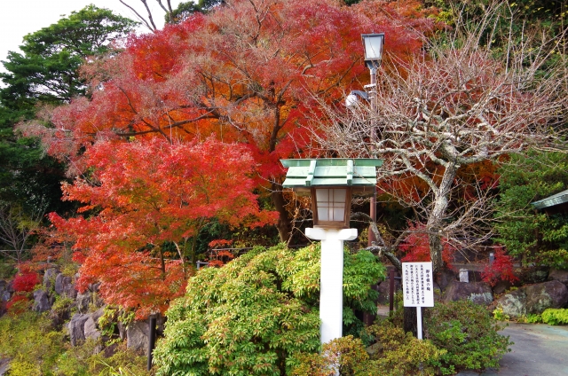 鎌倉宮｜由緒ある神社の歴史と見どころ、参拝情報を完全ガイド