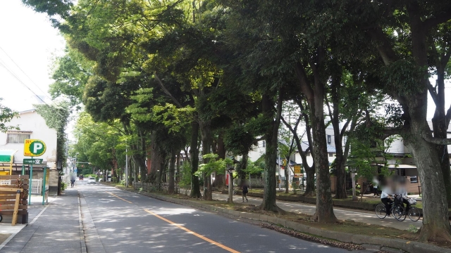 武蔵一宮氷川神社｜日本一長い参道を持つ由緒ある古社の歴史と見どころ、参拝情報を完全ガイド