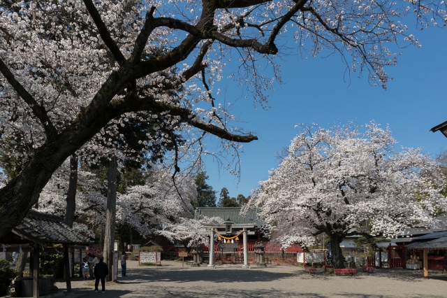 世良田東照宮｜徳川氏発祥の地に佇む歴史ある東照宮の魅力と見どころ、参拝案内を完全ガイド