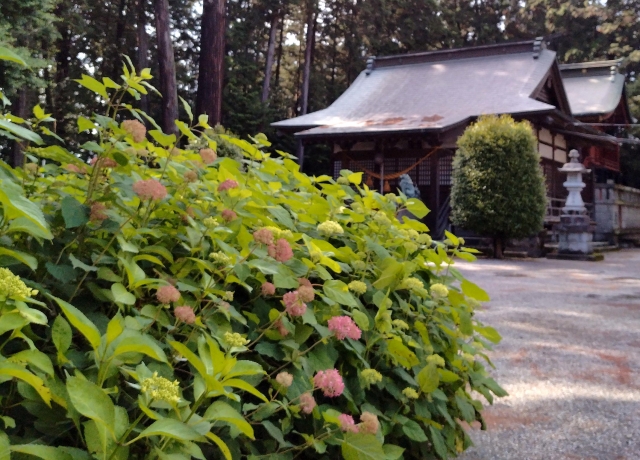 磯山神社｜あじさいの名所として名高い千年の歴史を持つ古社の魅力と参拝案内を詳しく解説