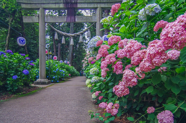 磯山神社｜あじさいの名所として名高い千年の歴史を持つ古社の魅力と参拝案内を詳しく解説