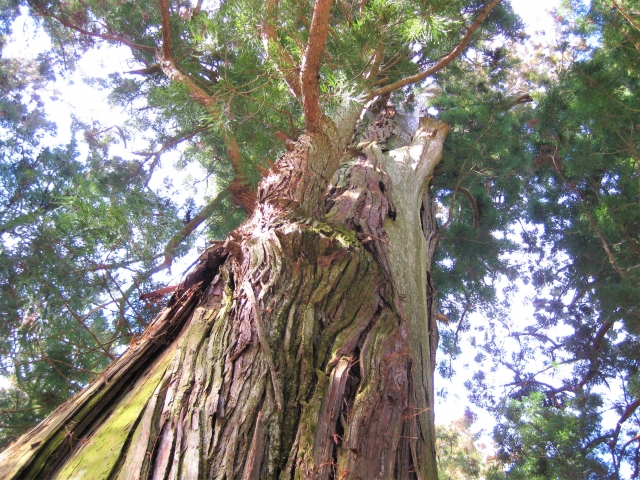 鷲子山上神社｜由緒ある神社の歴史と見どころ、参拝情報を完全ガイド