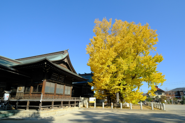 葛飾八幡宮｜由緒ある神社の歴史と見どころ、参拝情報を完全ガイド
