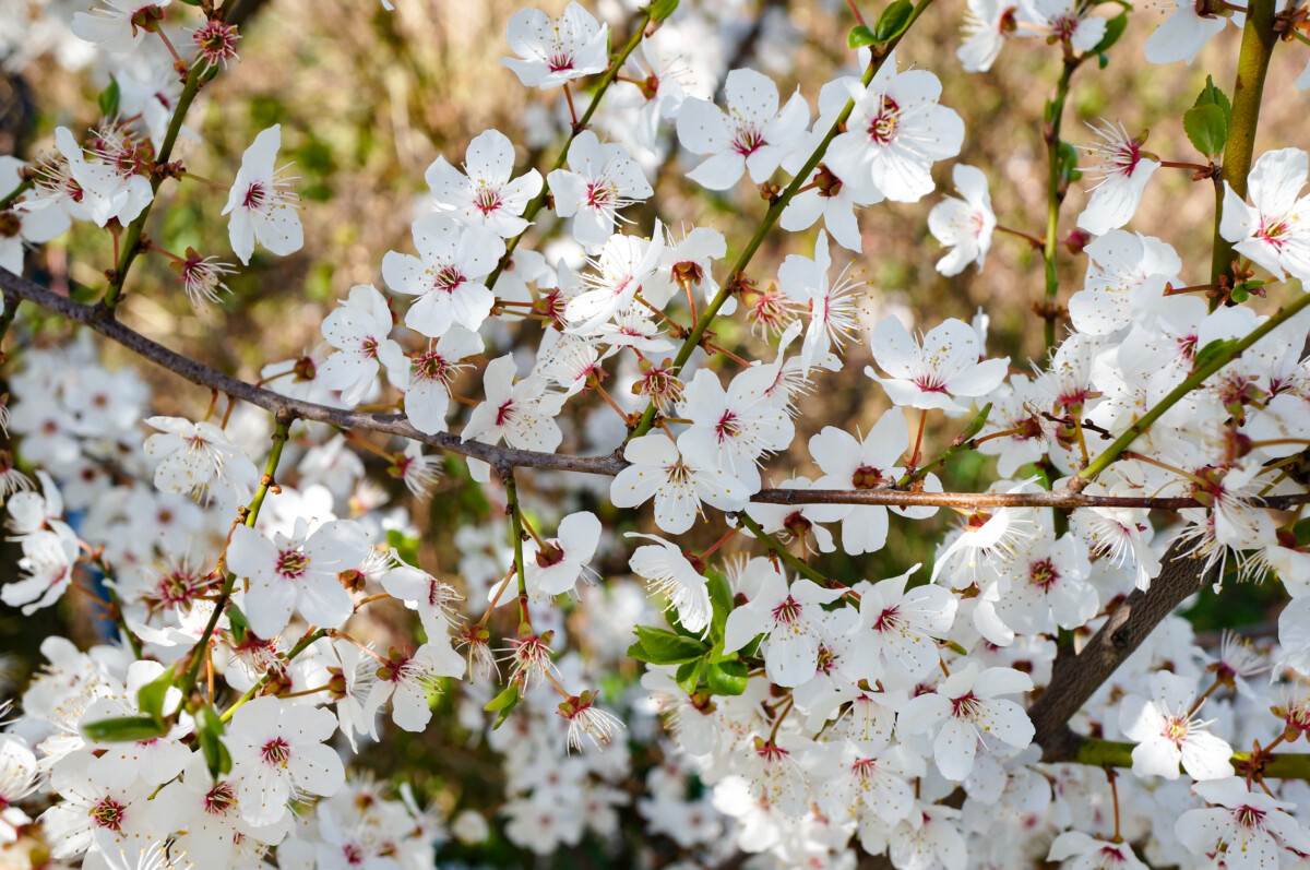 鳥取城｜久松山に築かれた名城の歴史と見どころ、参拝情報を完全ガイド（Shutterstock / contributor: 301520401）
