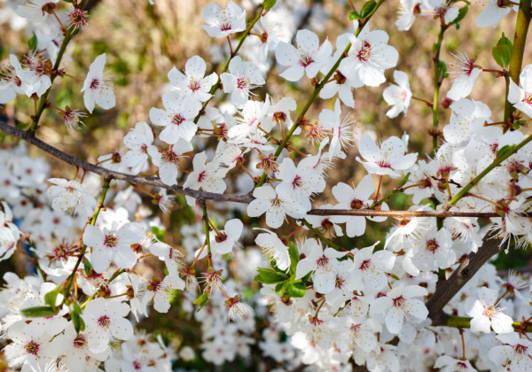鳥取城｜久松山に築かれた名城の歴史と見どころ、参拝情報を完全ガイド（Shutterstock / contributor: 301520401）