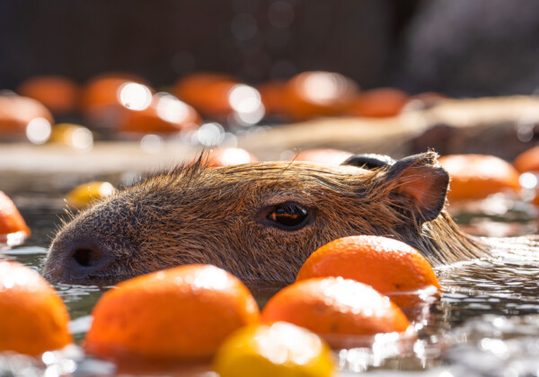 鳥取城｜久松山に築かれた名城の歴史と見どころ、参拝情報を完全ガイド（Shutterstock / contributor: 301131261）