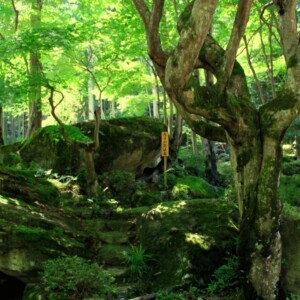教林坊庭園｜小堀遠州作庭の名勝と紅葉の絶景、聖徳太子ゆかりの石の寺を完全ガイド