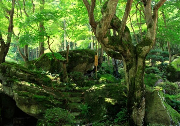教林坊庭園｜小堀遠州作庭の名勝と紅葉の絶景、聖徳太子ゆかりの石の寺を完全ガイド