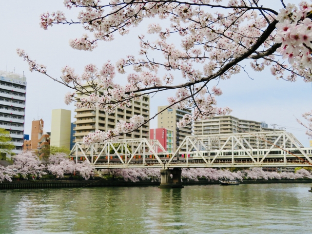 毛馬桜之宮公園|大川沿いに広がる水と桜の名所、散策・ジョギングコースを完全ガイド