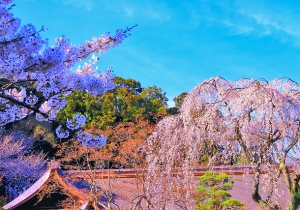 志波彦神社・鹽竈神社の社務所｜御朱印や祈祷受付の利用案内と神社運営の要を詳しく解説
