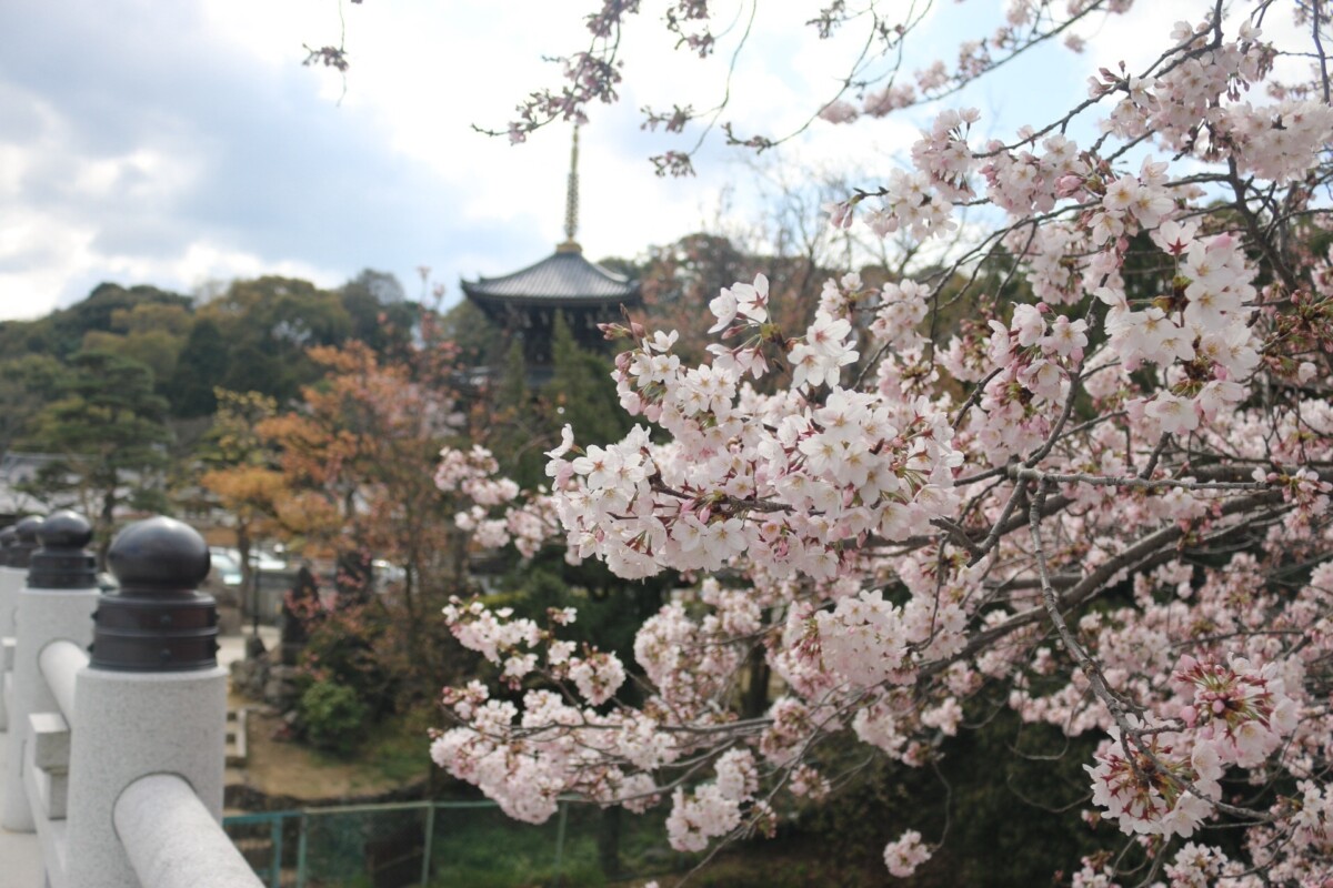 水間観音(水間寺)の楽しみかた。厄除けから縁結びまで、大阪・貝塚の古刹をめぐる