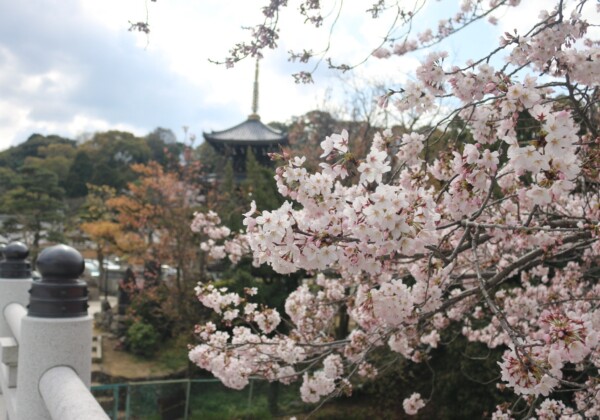 水間観音（水間寺）の楽しみかた。厄除けから縁結びまで、大阪・貝塚の古刹をめぐる