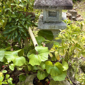 石灯籠のある日本庭園（出雲石燈ろう）