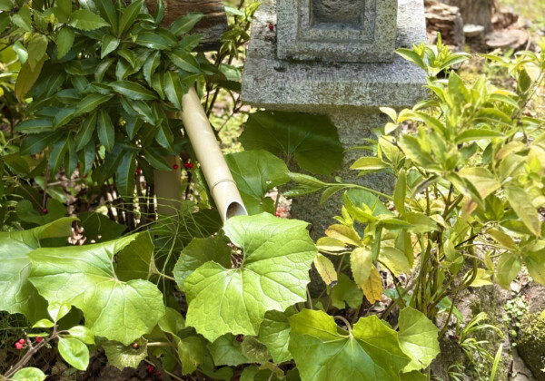 石灯籠のある日本庭園（出雲石燈ろう）