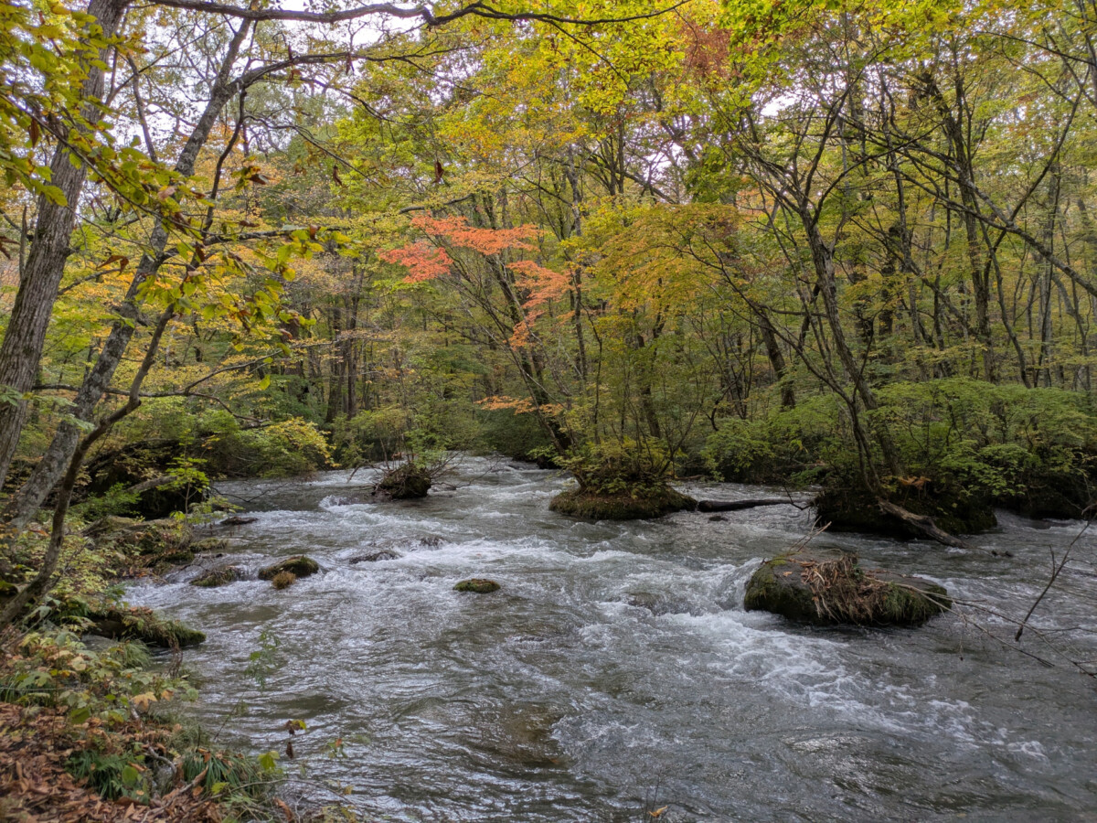 奥入瀬渓流 渓流沿いの散策路で出会う景色たち