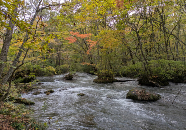 奥入瀬渓流 渓流沿いの散策路で出会う景色たち