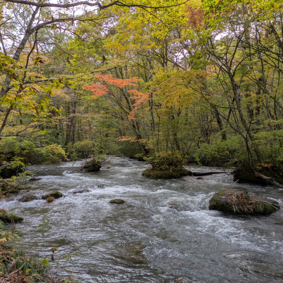 奥入瀬渓流 渓流沿いの散策路で出会う景色たち