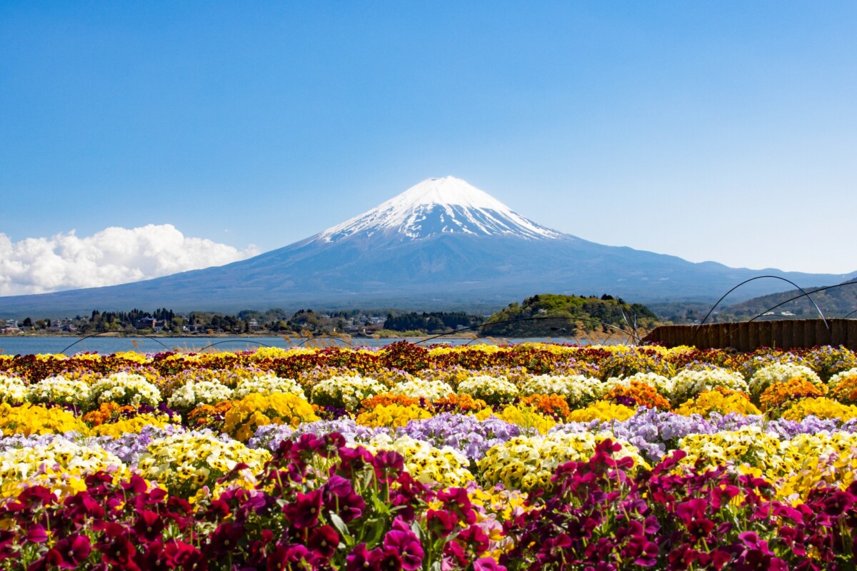 河口湖 富士山を望む湖畔ガイド 湖と桜と鐘の音が織りなす五つの絶景