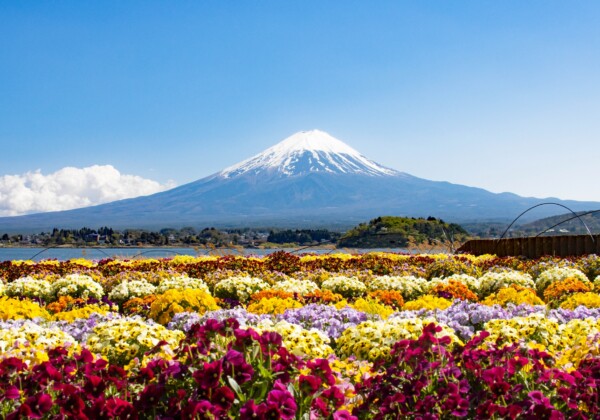 河口湖 富士山を望む湖畔ガイド 湖と桜と鐘の音が織りなす五つの絶景