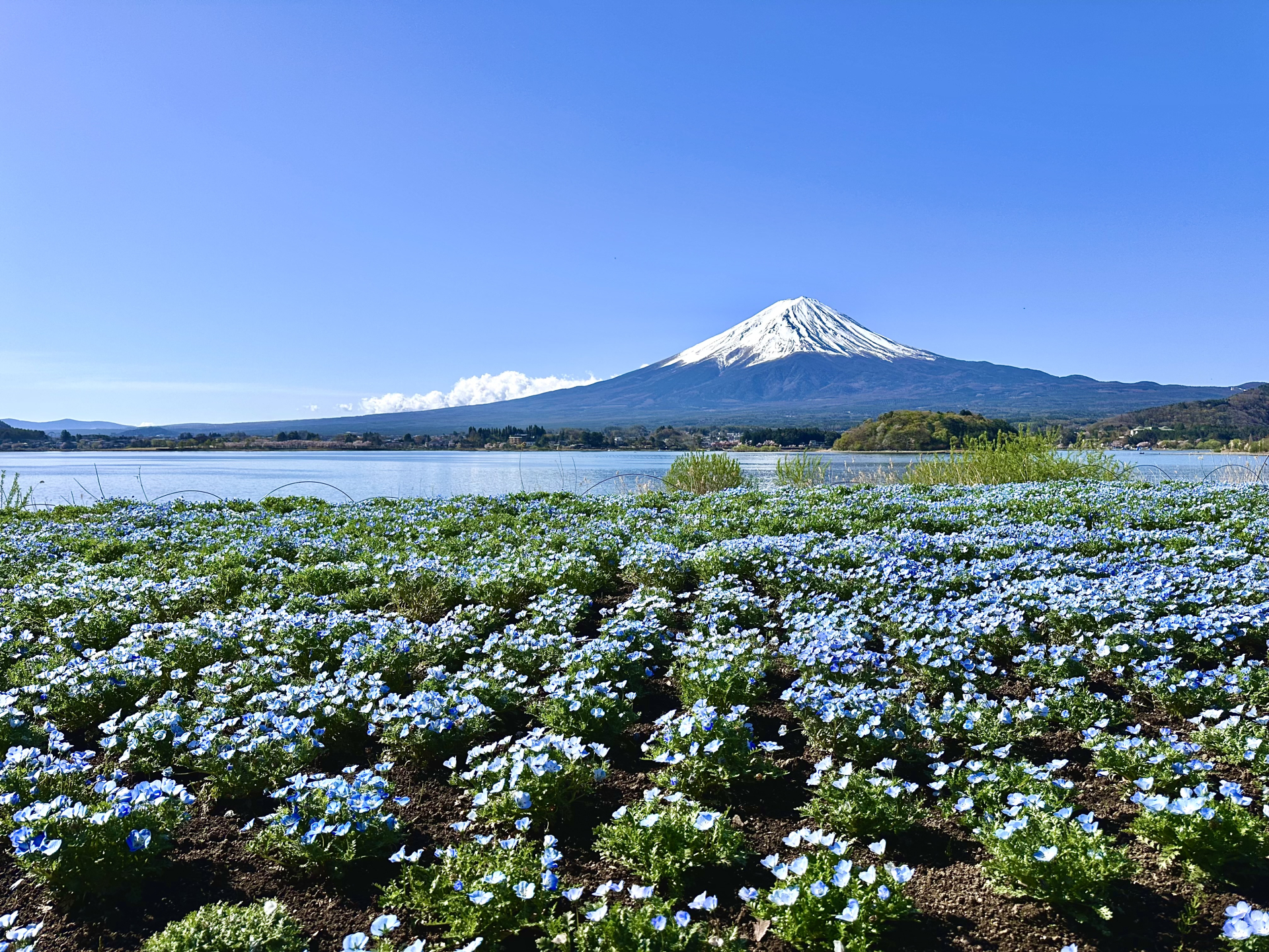 河口湖 富士山を望む湖畔ガイド 湖と桜と鐘の音が織りなす五つの絶景