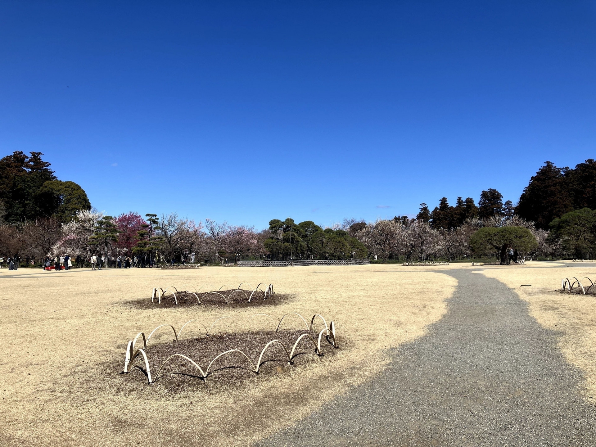 偕楽園で梅を訪ねる旅。日本三名園がみせる早春の彩り